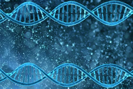 DNA亲子鉴定通过什么检测