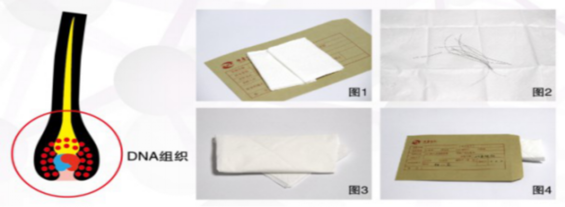 毛发采样方法